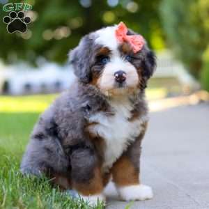 Carly, Mini Bernedoodle Puppy